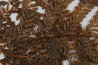 粗毛鱗蓋蕨藏品圖，第5張