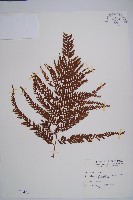 粗毛鱗蓋蕨藏品圖，第1張