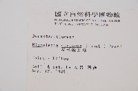 粗毛鱗蓋蕨藏品圖，第2張