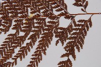 粗毛鱗蓋蕨藏品圖，第3張