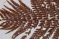 粗毛鱗蓋蕨藏品圖，第4張