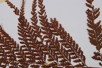 粗毛鱗蓋蕨藏品圖，第5張