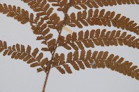 粗毛鱗蓋蕨藏品圖，第3張