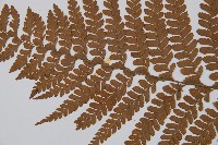 粗毛鱗蓋蕨藏品圖，第4張