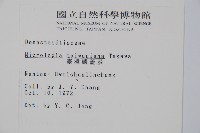 臺灣鱗蓋蕨藏品圖，第2張