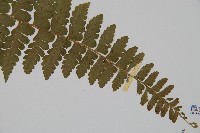 臺灣鱗蓋蕨藏品圖，第3張