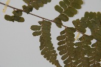 臺灣鱗蓋蕨藏品圖，第4張