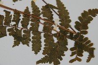 臺灣鱗蓋蕨藏品圖，第5張