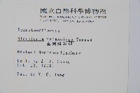 臺灣鱗蓋蕨藏品圖，第2張