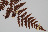 臺灣鱗蓋蕨藏品圖，第3張