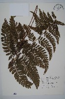 臺灣鱗蓋蕨藏品圖，第1張