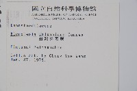 臺灣鱗蓋蕨藏品圖，第2張