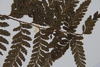 臺灣鱗蓋蕨藏品圖，第3張