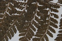 臺灣鱗蓋蕨藏品圖，第4張