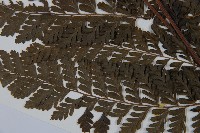 臺灣鱗蓋蕨藏品圖，第5張