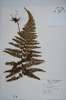 毛果鱗蓋蕨藏品圖，第1張