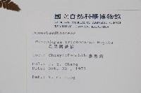 毛果鱗蓋蕨藏品圖，第2張