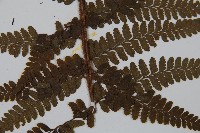 毛果鱗蓋蕨藏品圖，第3張