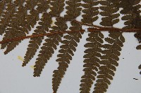 毛果鱗蓋蕨藏品圖，第4張