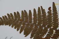 毛果鱗蓋蕨藏品圖，第5張