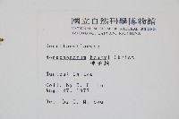 稀子蕨藏品圖，第2張