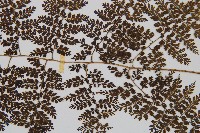 稀子蕨藏品圖，第3張