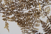 稀子蕨藏品圖，第4張