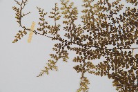 稀子蕨藏品圖，第5張