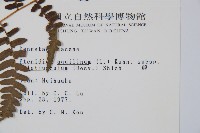 蕨藏品圖，第2張