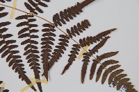 蕨藏品圖，第3張