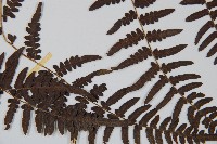 蕨藏品圖，第4張