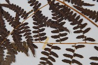 蕨藏品圖，第5張