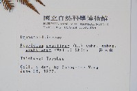 巒大蕨藏品圖，第2張