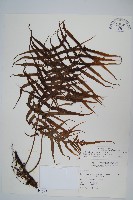 箭葉水龍骨、擬水龍骨藏品圖，第1張