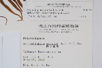 箭葉水龍骨、擬水龍骨藏品圖，第2張