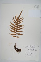 箭葉水龍骨、擬水龍骨藏品圖，第1張