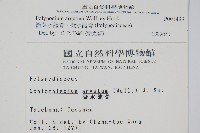 箭葉水龍骨、擬水龍骨藏品圖，第2張