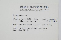 攀緣陵齒蕨、攀緣鱗始蕨藏品圖，第2張