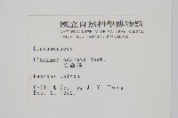 陵齒蕨、鱗始蕨藏品圖，第2張