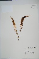 陵齒蕨、鱗始蕨藏品圖，第1張