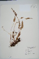 陵齒蕨、鱗始蕨藏品圖，第1張