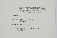 陵齒蕨、鱗始蕨藏品圖，第2張