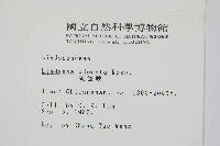 陵齒蕨、鱗始蕨藏品圖，第2張