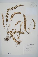 圓葉陵齒蕨藏品圖，第1張