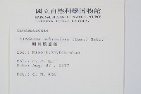 圓葉陵齒蕨藏品圖，第2張