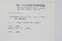 圓葉陵齒蕨藏品圖，第2張