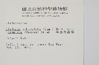 海島陵齒蕨藏品圖，第2張