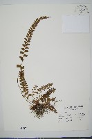 海島陵齒蕨藏品圖，第1張