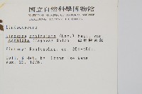 海島陵齒蕨藏品圖，第2張