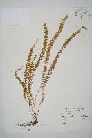 方柄陵齒蕨藏品圖，第1張